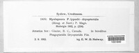 Hyalopsora polypodii-dryopteridis image